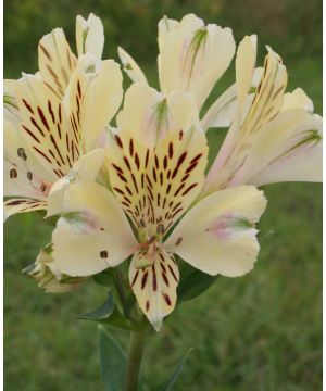 Alstroemeria Noah