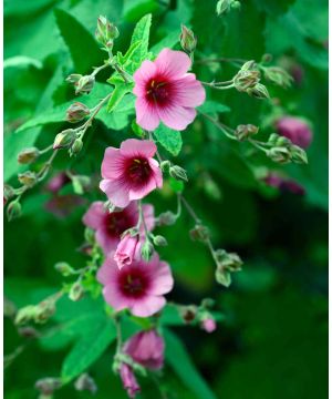 Anisodontea capensis El Rayo 