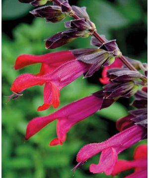 Salvia Amante