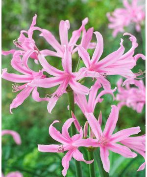 Amarine tubergenii Belladiva Aphrodite