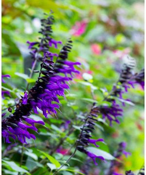 Salvia Amistad