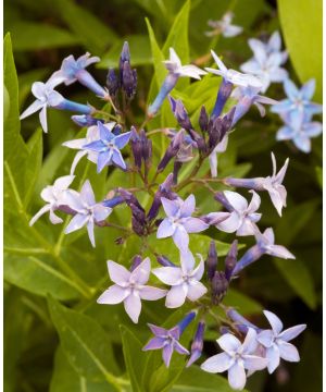 Amsonia Blue Ice