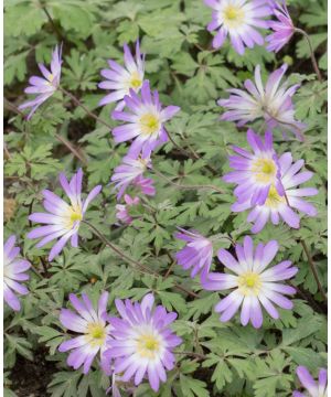 Anemone blanda Violet Star