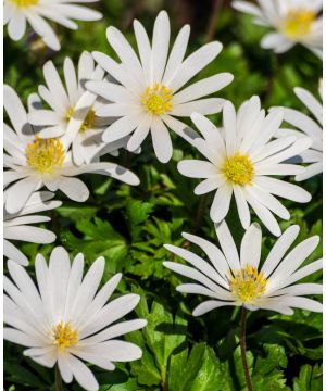 Anemone blanda White Splendour