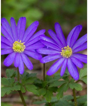 Anemone blanda Blue Shades