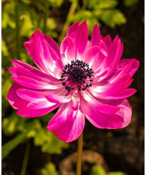 Anemone coronaria Admiral