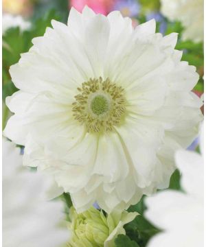 Anemone coronaria Mount Everest