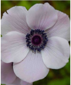 Anemone coronaria 'The Bride'