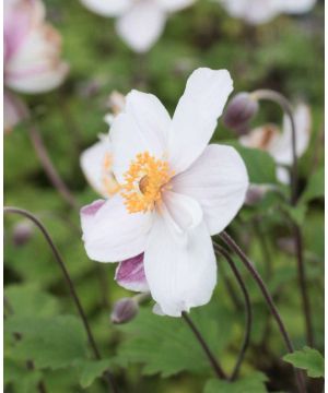 Anemone x hybrida Dainty Swan