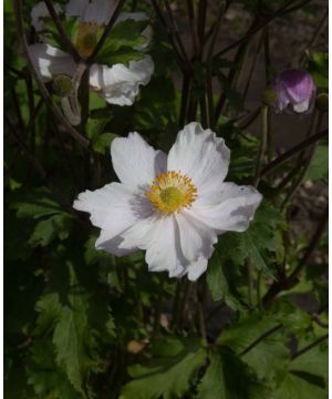 Anemone Dreaming Swan