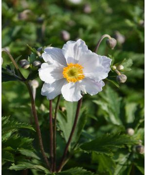 Anemone hybrid 'Ruffled Swan'