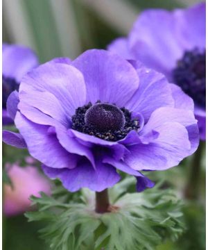 Anemone coronaria 'Mister Fokker'