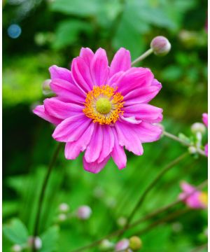 Anemone hupehensis japonica Pamina