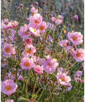 Anemone  hybrida Queen Charlotte