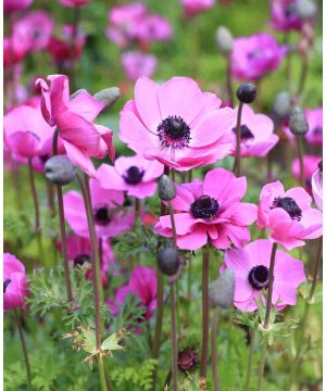 Anemone coronaria 'Sylphide'