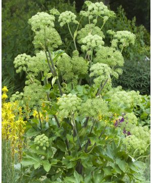 Angelica archangelica 