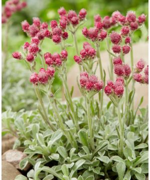 Antennaria dioica Alex Duguid