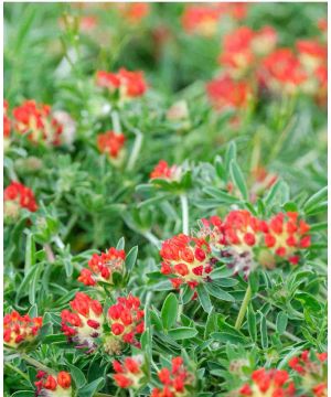 Anthyllis vulneraria coccinea