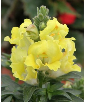 Antirrhinum Dazzling Lips Lemon