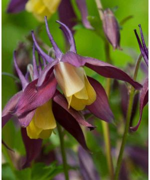 Aquilegia Buergeriana Calimero