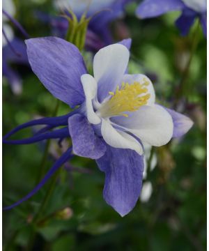 Aquilegia Earlybird 'Blue White'