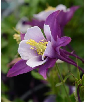 Aquilegia Earlybird 'Purple White'