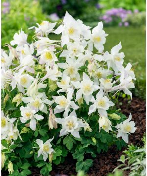 Aquilegia 'Earlybird White'