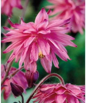 Aquilegia vulgaris Pink Barlow