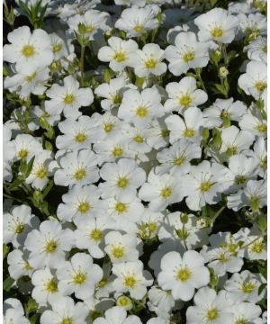 Arenaria montana Snow White