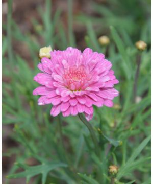 Argyranthemum Raspberry Ruffles