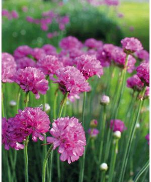 Armeria maritima Splendens