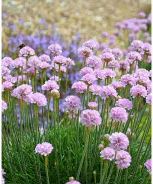 Armeria Nodwood Pink