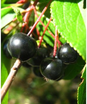 Aronia x prunifolia Nero