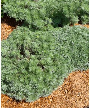 Artemisia schmidtiana Silver Mound