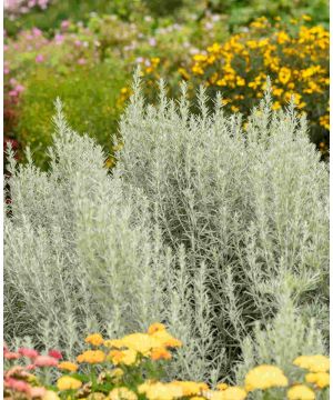 Artemisia ludoviciana Silver Queen