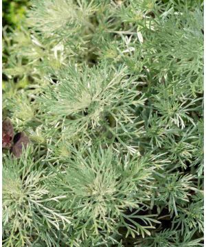 Artemisia schmidtiana Nana