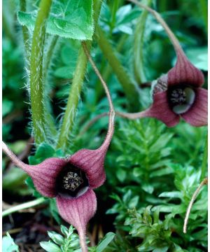 Asarum caudatum