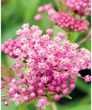 Asclepias incarnata Cinderella 