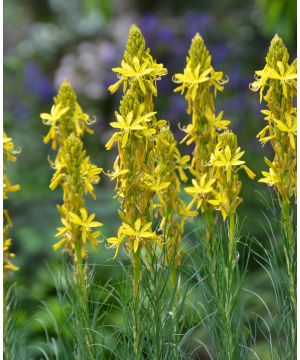 Asphodeline Lutea