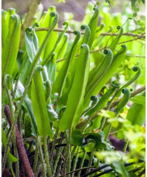 Asplenium scolopendrium