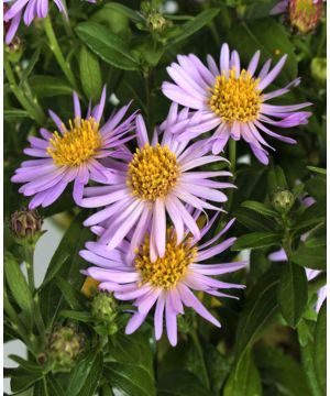 Symphyotrichum 'Asmo'