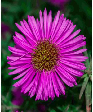 Symphyotrichum novi-belgii 'Winston Churchill'