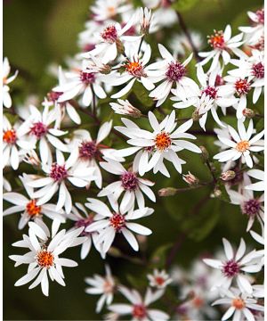 Symphyotrichum divaricatus