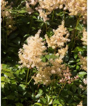 Astilbe Europa