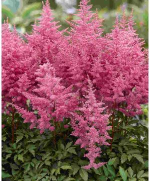 Astilbe 'Younique Lilac'