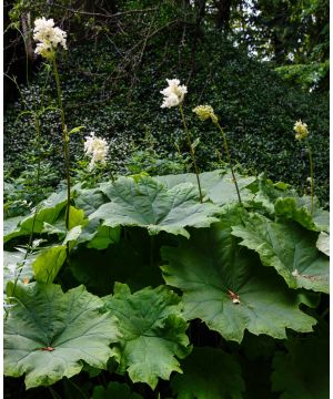 Astilboides tabularis