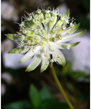 Astrantia bavarica