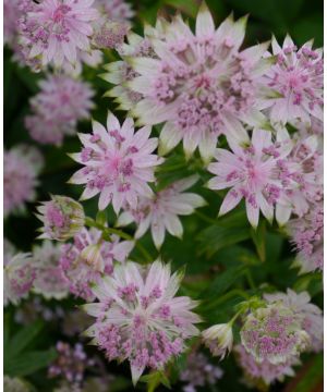 Astrantia Buckland