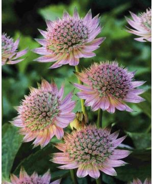 Astrantia major Florence 