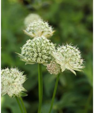 Astrantia major Rosemarie